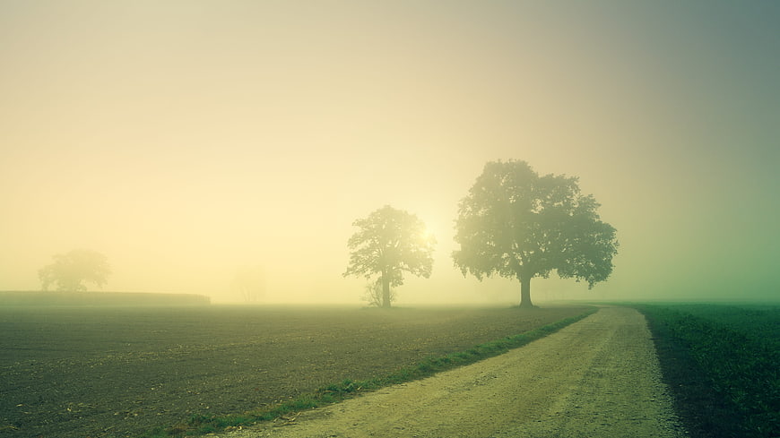 Misty Dawn Country Road With Silhouetted Trees In Field
