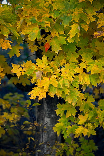 Close-up of yellow and green maple leaves in autumn