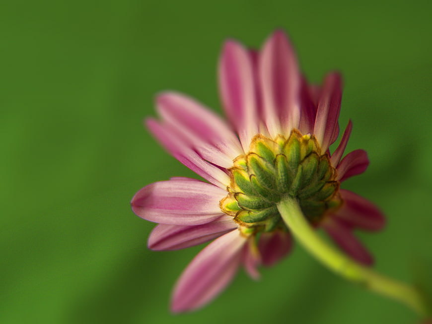 Close-up of a pink flower bud against a green background