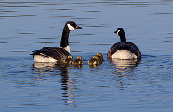 Canadian goose family with goslings swimming on calm lake
