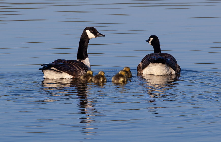 Canadian goose family with goslings swimming on calm lake