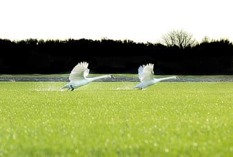 Two white swans running on water with wings spread