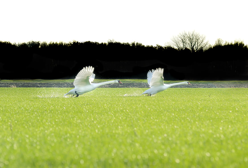 Two white swans running on water with wings spread