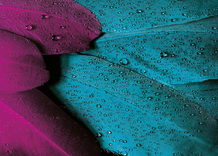 Close-up of vibrant pink and blue feathers with water droplets