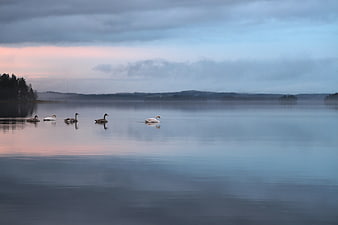 Misty Lake Landscape With Swans And Geese At Twilight