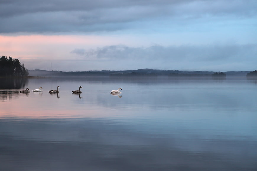 Misty Lake Landscape With Swans And Geese At Twilight