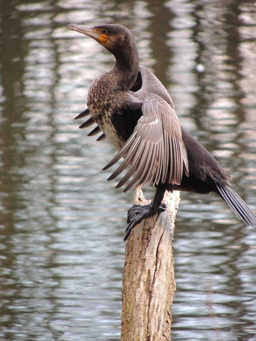 Double-crested cormorant drying wings on wooden post
