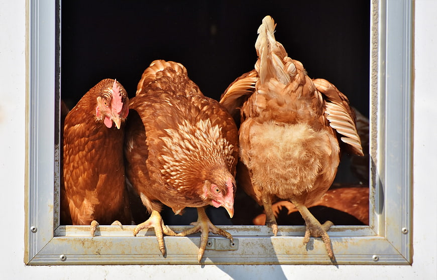 Three brown hens perched on a metal window frame