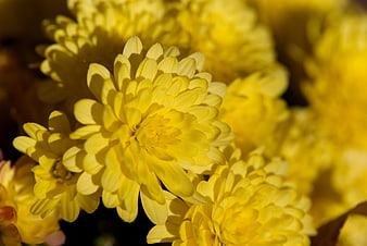 Close-up of Bright Yellow Chrysanthemum Flowers
