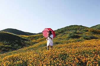 Woman with Red Umbrella in Yellow Poppy Field