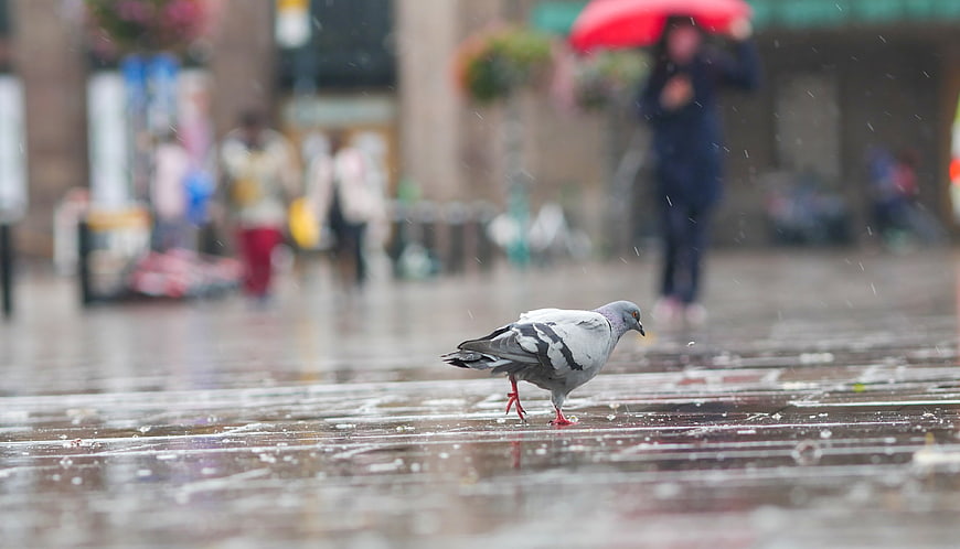 Pigeon Walking on Wet Pavement in Rainy City Street