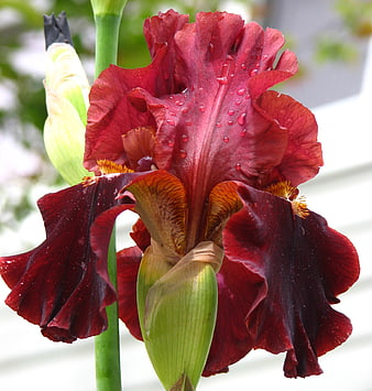 Close-up of a deep red bearded iris with water droplets