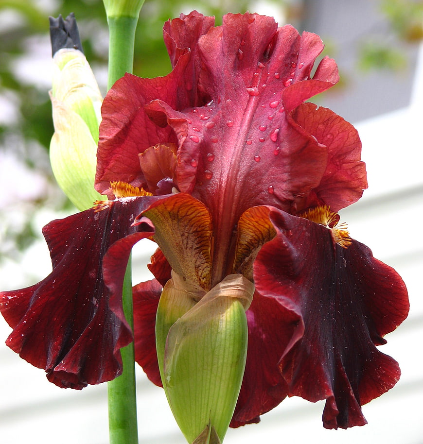 Close-up of a deep red bearded iris with water droplets
