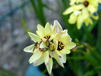 Close-up of yellow Triteleia flower with hoverfly pollinator