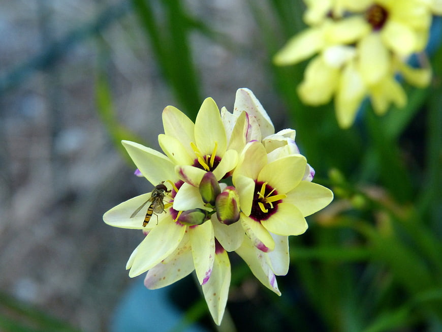 Close-up of yellow Triteleia flower with hoverfly pollinator