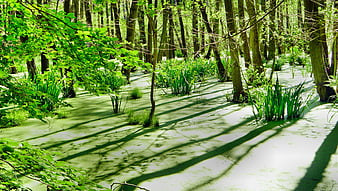 Sunlit swamp forest with green algae-covered water and tall trees