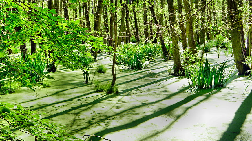 Sunlit swamp forest with green algae-covered water and tall trees