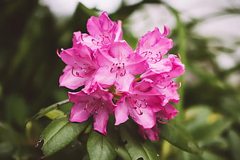 Close-up of vibrant pink rhododendron flowers in bloom