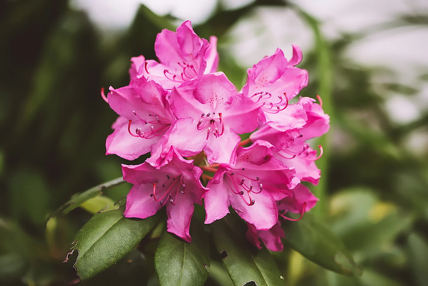 Close-up of vibrant pink rhododendron flowers in bloom