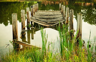 Weathered wooden dock in calm lake with reeds