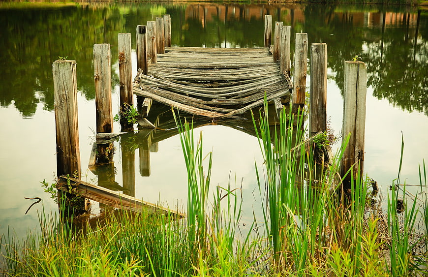 Weathered wooden dock in calm lake with reeds