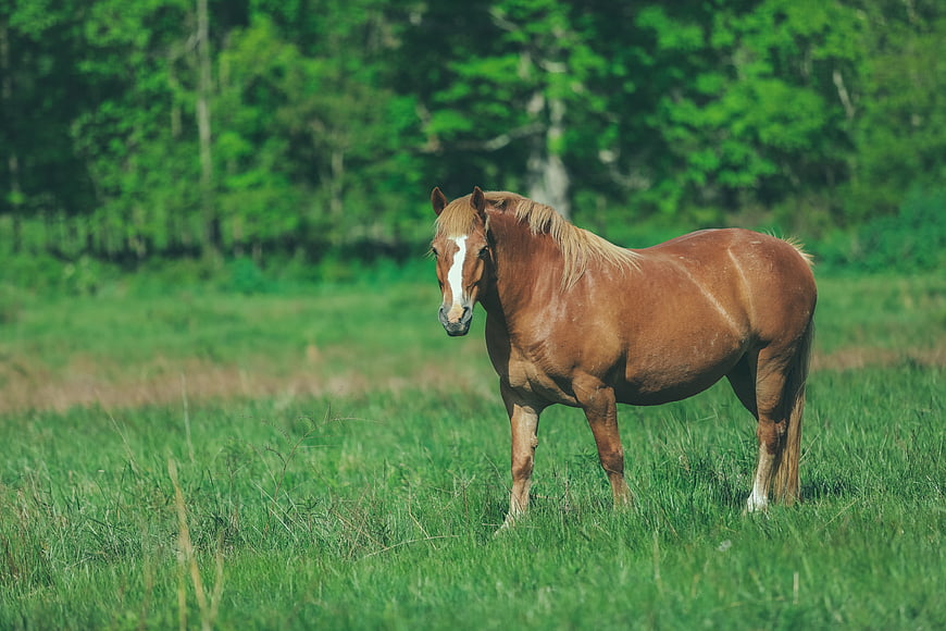Brown Horse with White Blaze Standing in Green Pasture