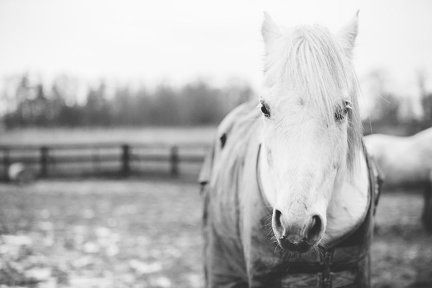 Black and white portrait of a white horse in a paddock