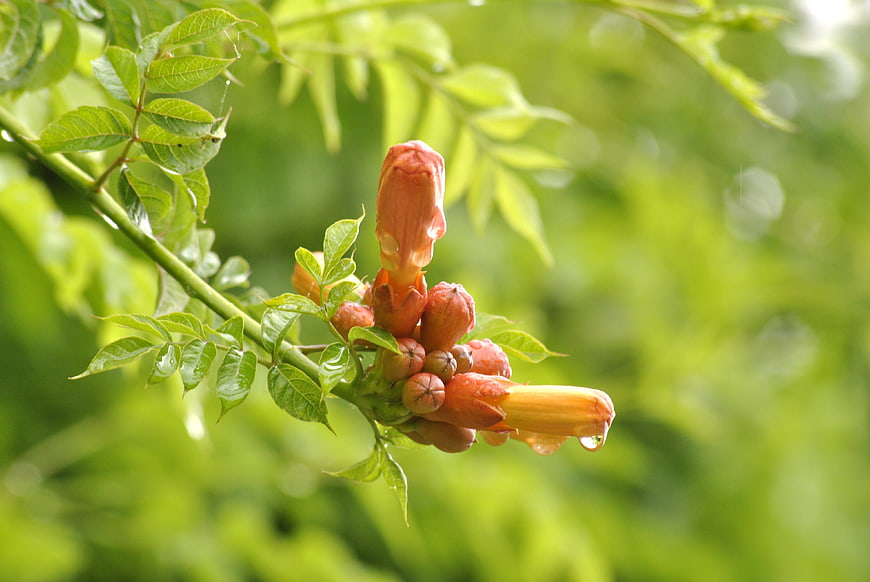 Orange Trumpet Vine Flowers with Raindrops on Green Leaves