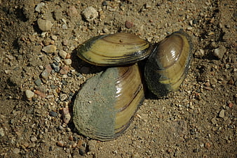 Three freshwater mussels resting on sandy riverbed gravel