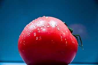 Fresh Red Tomato with Water Droplets on Blue Background