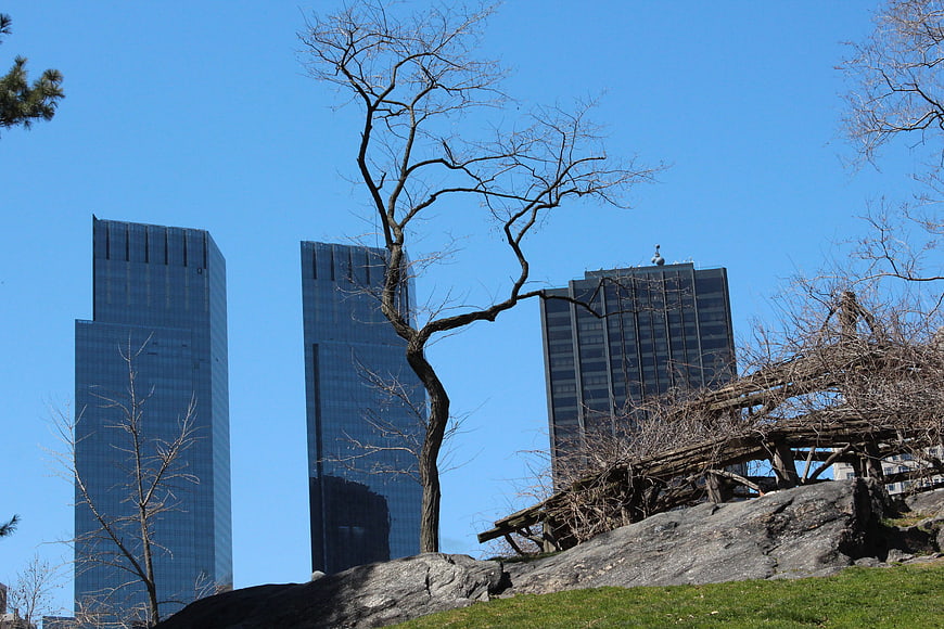 Bare tree in Central Park with Manhattan skyscrapers