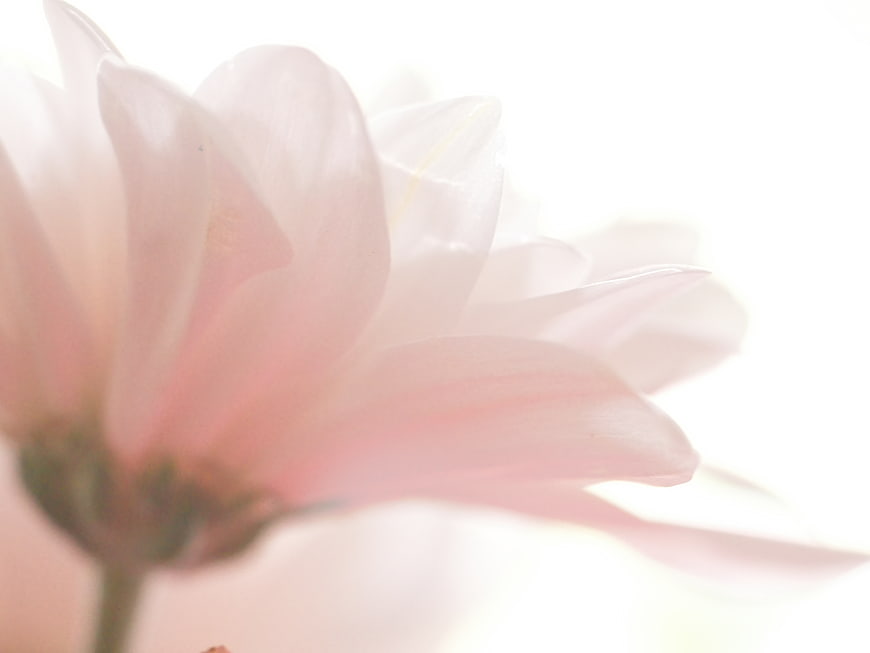 Soft Pink Flower Petals Abstract Background