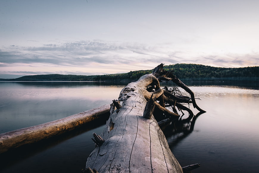 Weathered driftwood log in calm lake at dusk