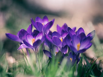 Vibrant Purple Crocus Flowers Blooming in Spring Grass