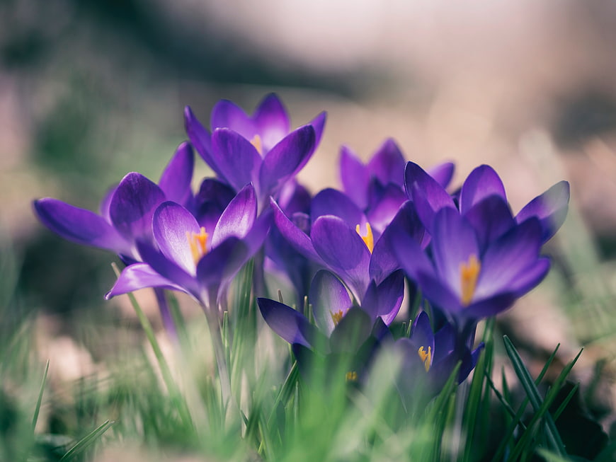 Vibrant Purple Crocus Flowers Blooming in Spring Grass