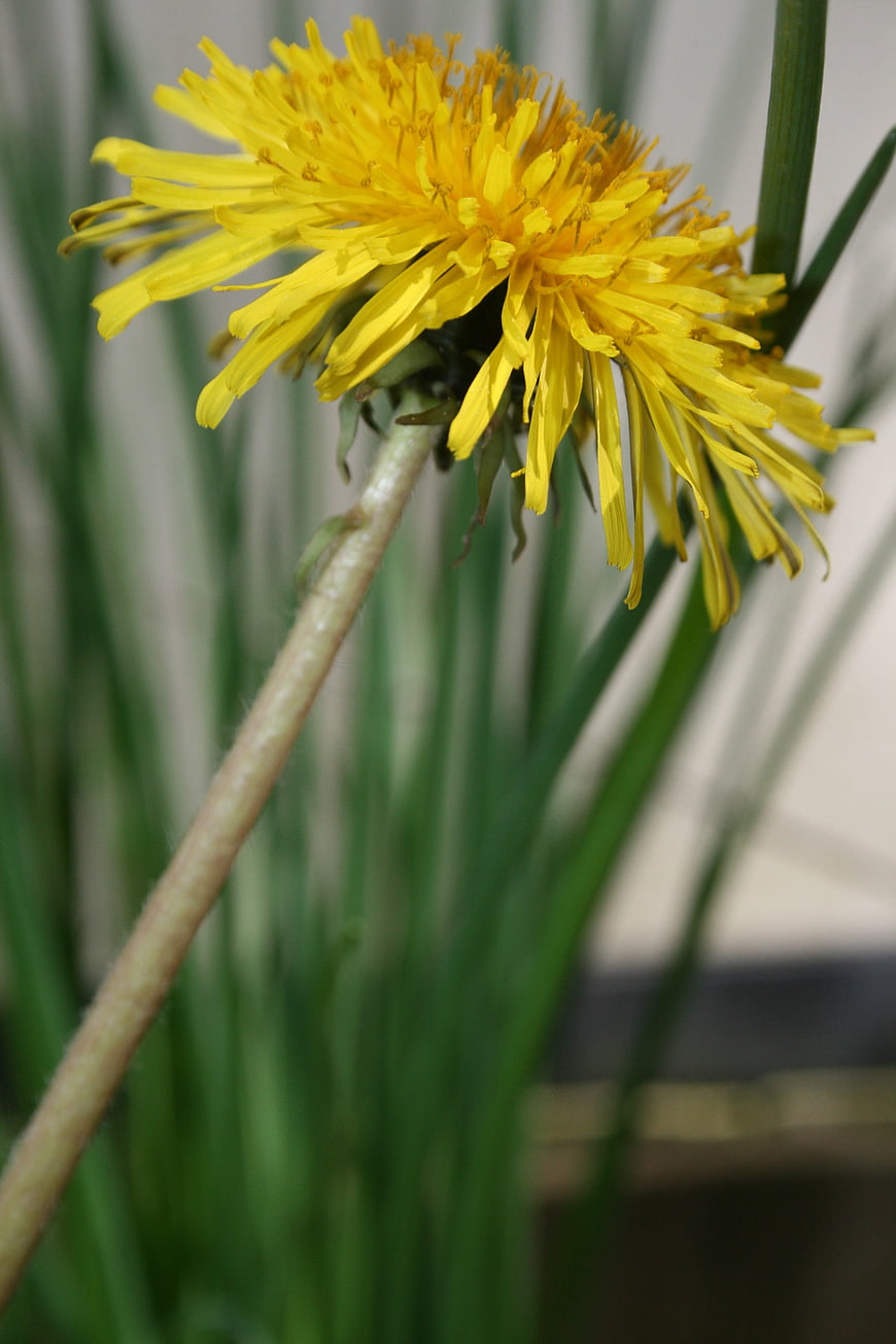 Close-up of a yellow dandelion flower on a stem