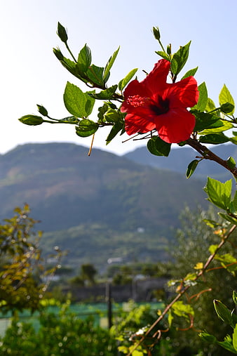 Vibrant Red Hibiscus Flower with Mountain Background