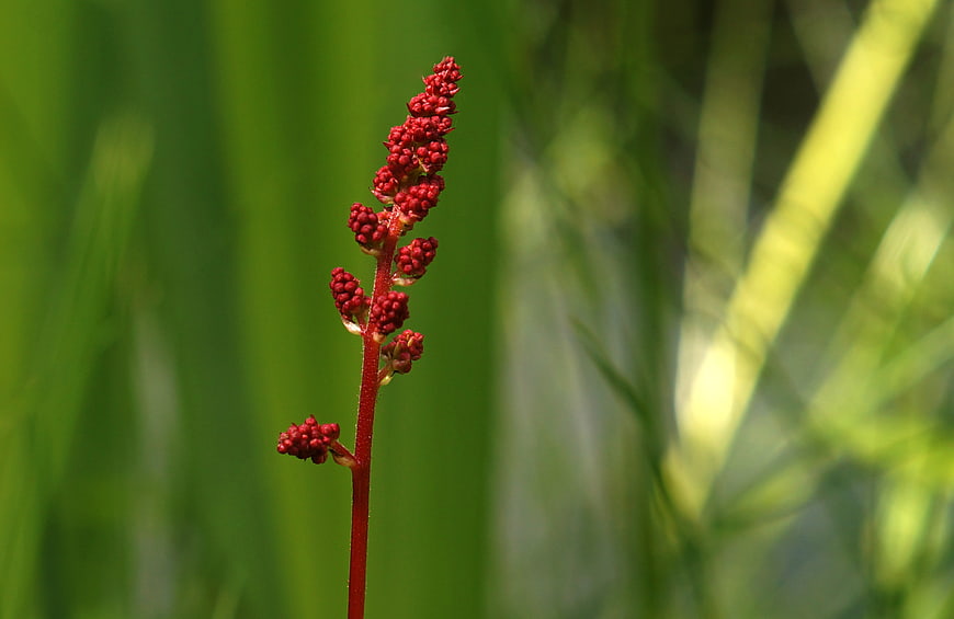 Red flowering plant stem close-up against blurred green background
