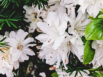 Close-up of white rhododendron flowers with green leaves