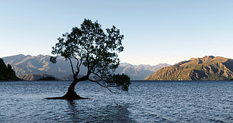 Lone Tree in Lake Wanaka with Mountain Background