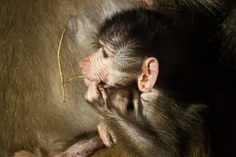 Close-up of baby monkey sleeping with twig in mouth