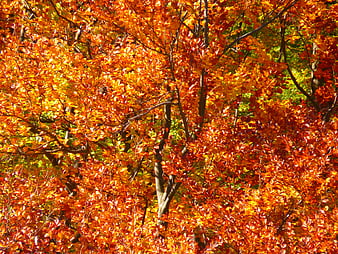 Vibrant Autumn Forest Foliage With Orange And Red Leaves