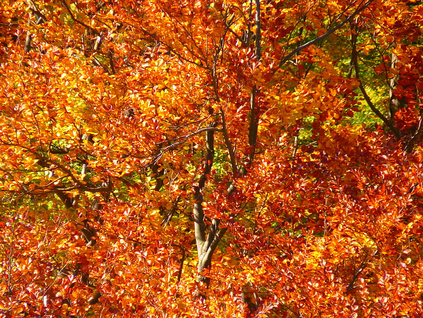 Vibrant Autumn Forest Foliage With Orange And Red Leaves