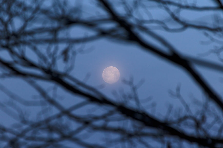 Full Moon Through Silhouetted Tree Branches at Night