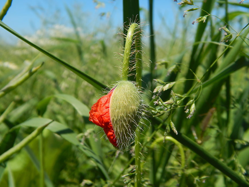Close-up of a red poppy bud in a green field