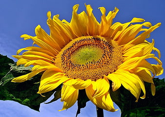 Vibrant yellow sunflower close-up against blue sky