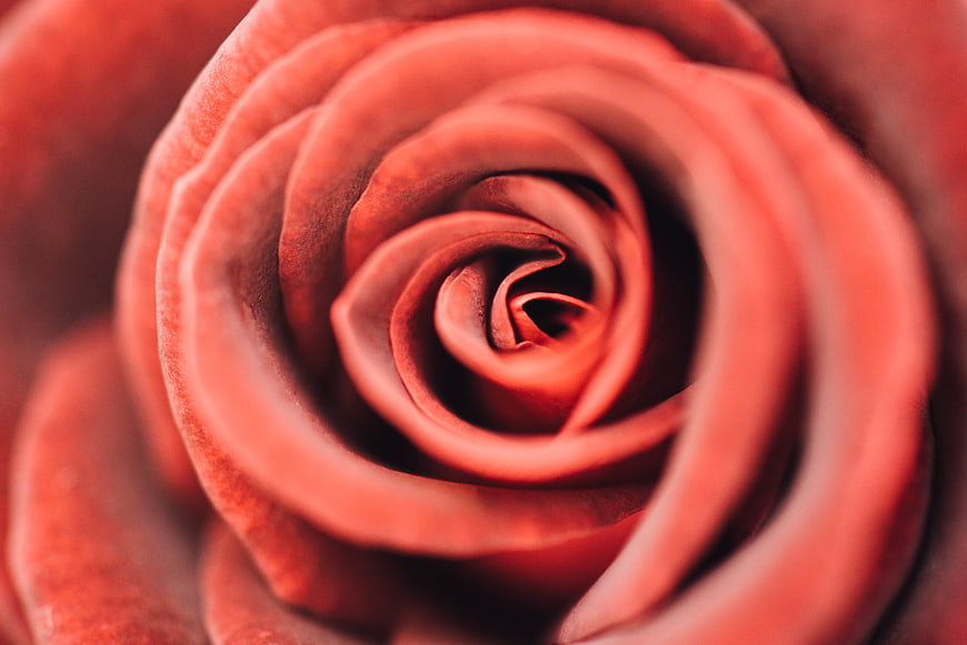 Macro Close-Up of Red Rose Petal Spiral