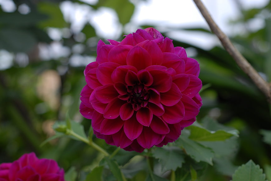 Vibrant Magenta Dahlia Flower in Garden