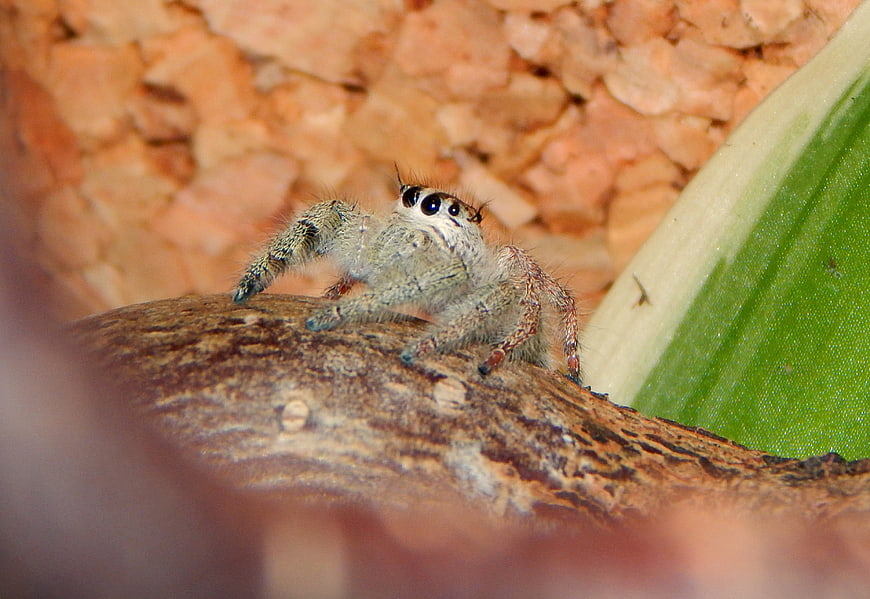 Close-up of a Jumping Spider on a Branch