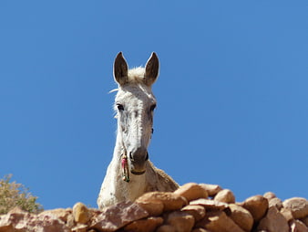 White Donkey Peeking Over Stone Wall Against Blue Sky